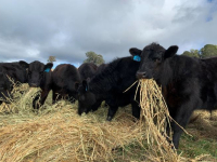 Farm Emissions - The Ins and Outs for Livestock Producers